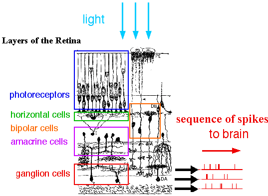 an image showing (incorrectly) the histological layers of the retina